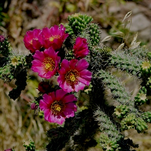 Fleurs de cactus rustique - France  - collection de photos clin d'oeil, catégorie plantes